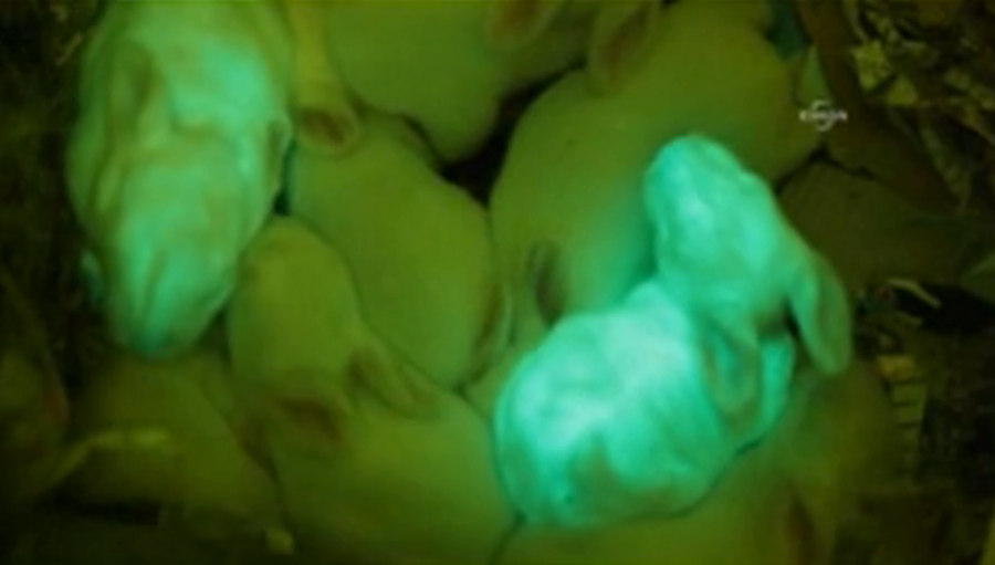 Bunnies glow  green in the dark  join lots of other glowing 